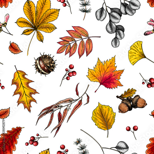 Hand drawn autumn leaf. Vector seamless pattern of tree leaves. Fall forest folliage. Maple, oak, chestnut, birch, acorn, ginkgo biloba, eucalyptus, willow, guelder rose, pine. Autumn in woods.
