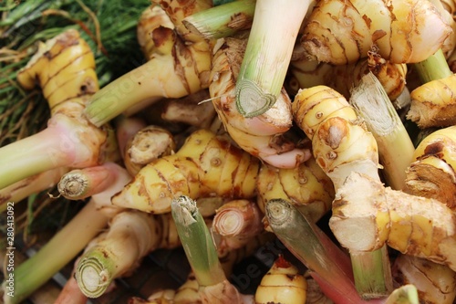 Fresh galangal for cooking in the market