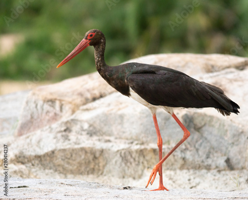 Black Stork