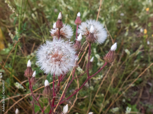 Close-up of white dandelion flowers against blurred floral background