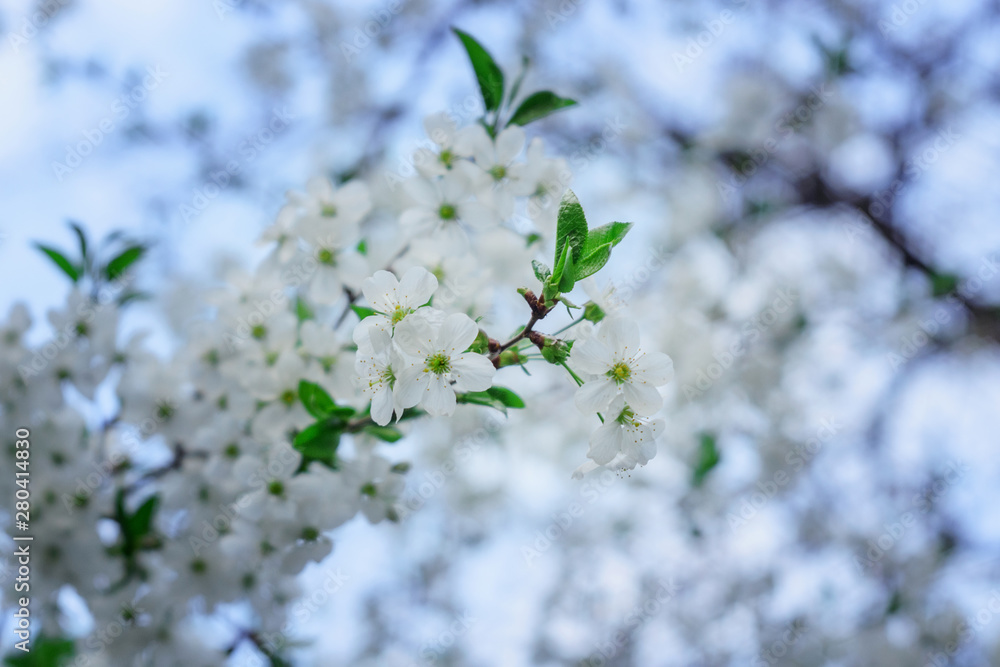white cherry blossoms blossom tree on natural blue sky background white cherry blossoms blossom tree on natural blue sky background