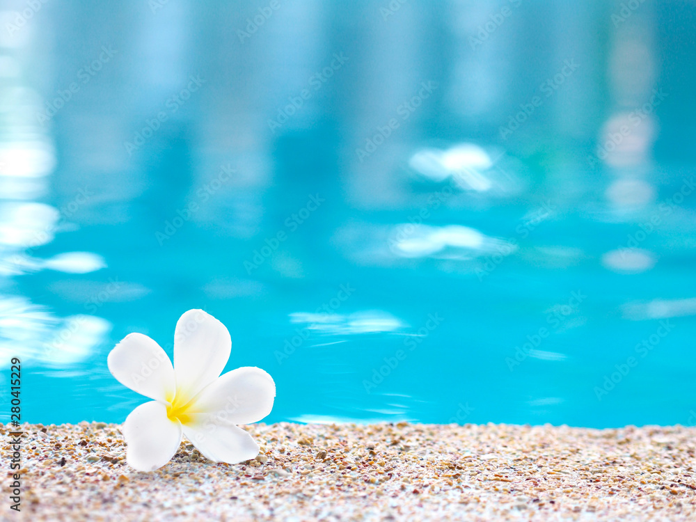 white plumeria flower fall on the ground nearby swimming pool. white plumeria flower fall on the ground nearby swimming pool.