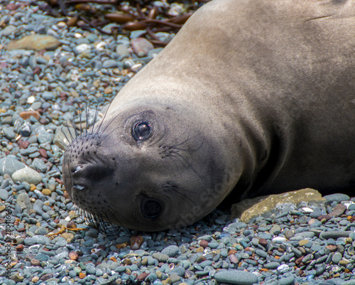 Bright shine in Eye of Elephant Seal in California Close Up
