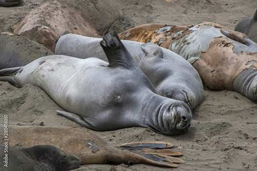 Smiling Elephant Seal Napping on California Beach