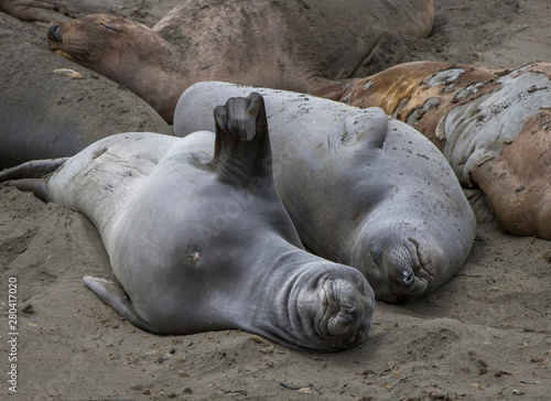 Smiling Sleeping Elephant Seals on Sandy Beach in California