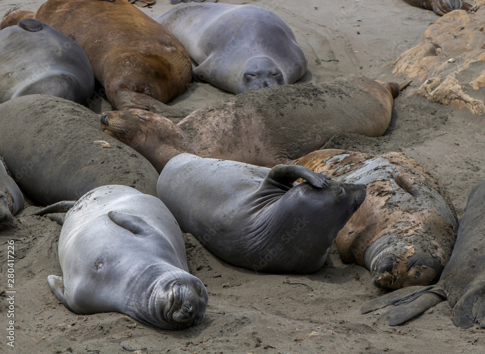 Elephant Seals Behavior and Sleeping on Sandy Beach Elephant Seals Behavior and Sleeping on Sandy Beach