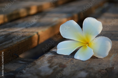 Frangipani flowers placed on a piece of wood Soft sunlight