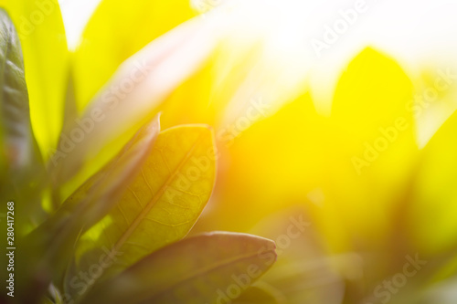 Tree leaf abstract background and texture.