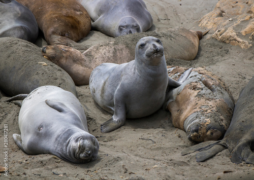 Female Elephant Seals in Various Colors Sleeping on California Beach