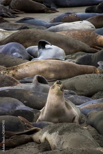 Single Seal Stretches Nose to Sky Among Sleeping Colony