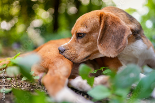 Beagle dog scratching body outdoor in the park on sunny day.