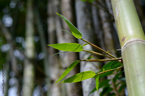 Soft bamboo leaves attached to the trunk on bamboo background.