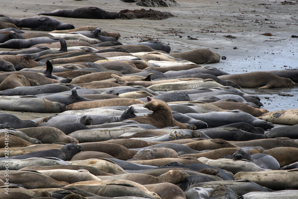 Fototapeta premium Elephant Seals on Beach Yell at Each Other