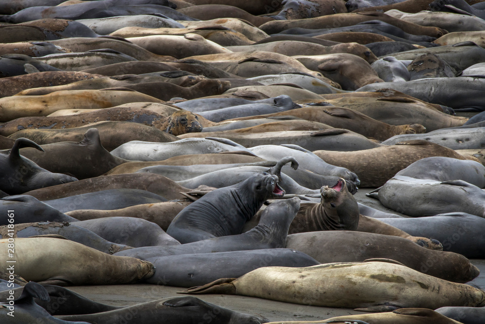 Fototapeta premium Northern Elephant Seals Cover Beach in California