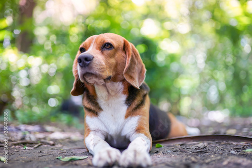 A cute beagled dog lying on the ground outdoor in the park.