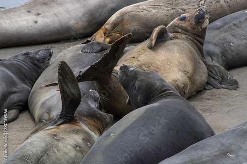 Close up Group of Elephant Seals Interact on California Beach