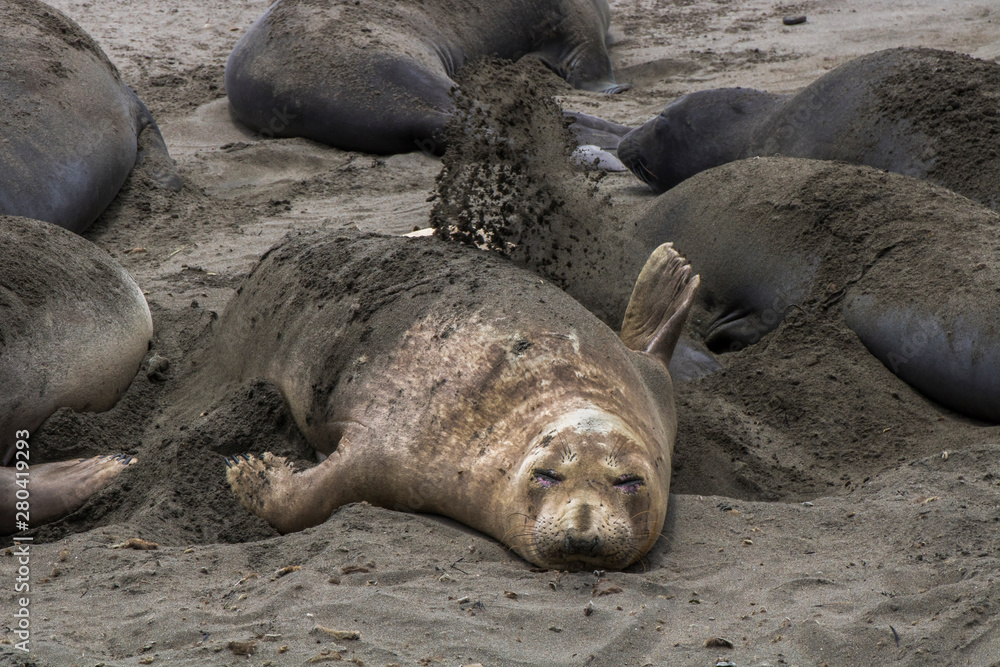 Fototapeta premium Female Elephant Seal Throws Sand onto Back