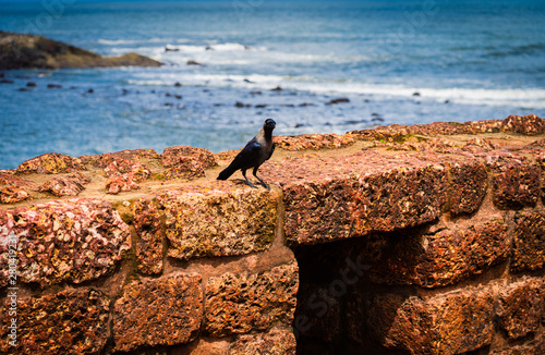 A picture of house crow perched on a wall