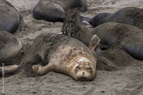 Female Elephant Seal Throws Sand onto Back
