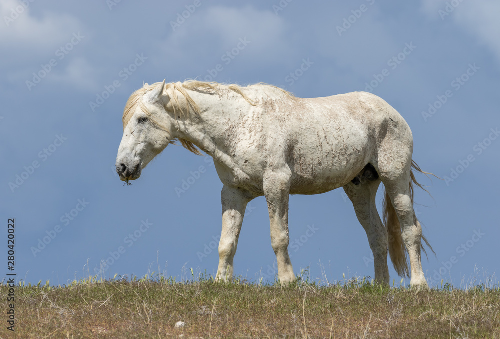 Obraz premium Majestic Wild Horse Stallion