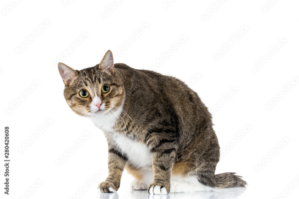 Studio shot of an adorable gray and brown tabby cat sitting on white background isolated