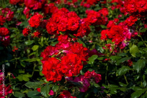 The large beautiful green garden with bushes of red roses. Summer season of blossoming.