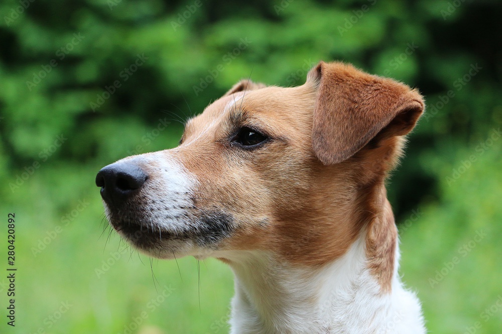 beautiful brown and white jack russell terrier head portrait in the garden
