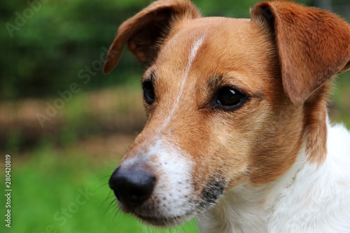 beautiful brown and white jack russell terrier head portrait in the garden © Bianca