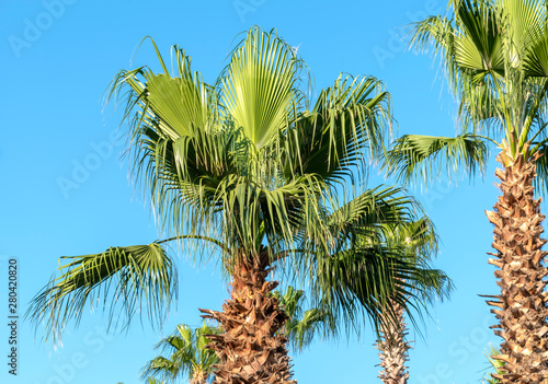 Palms at blue sky background