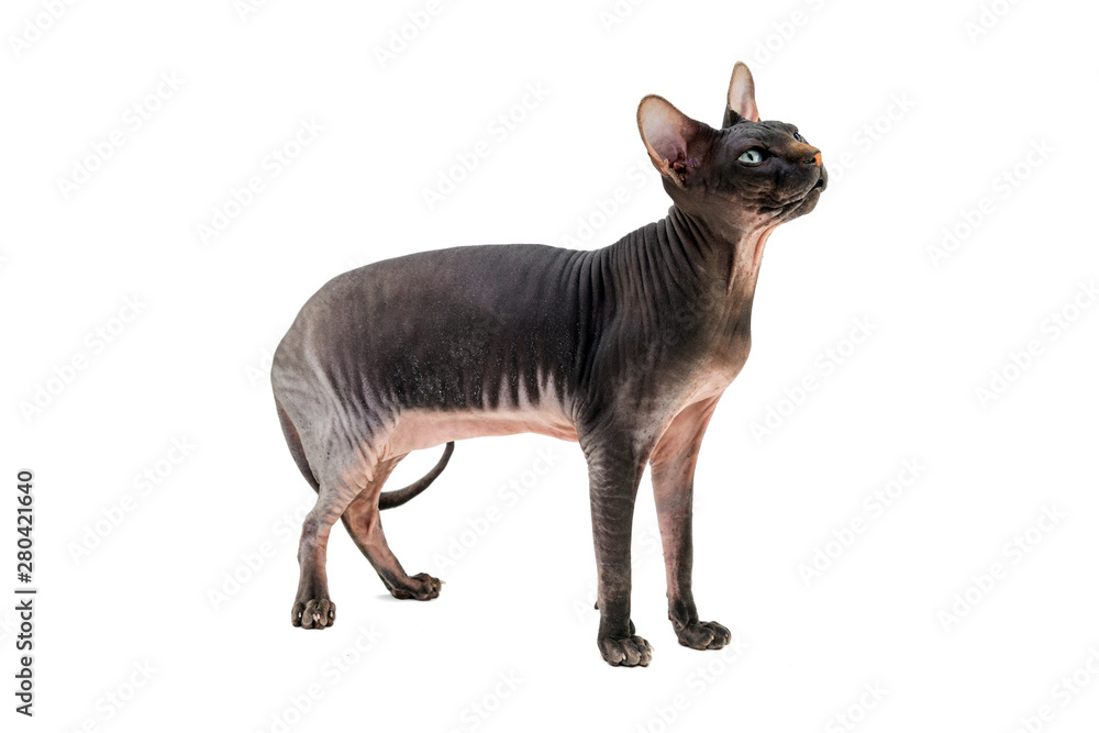 The Felis catus Sphynx cat is a breed of cat known for its lack of coat (fur).