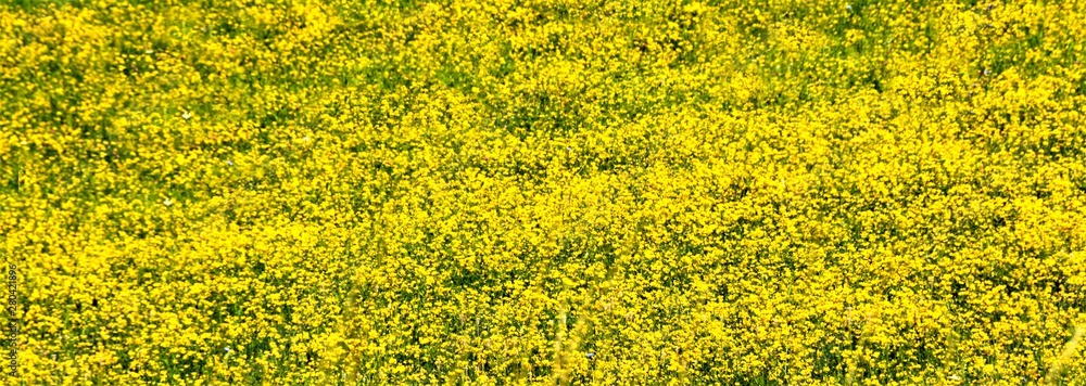 a field with yellow flowers a field with yellow flowers