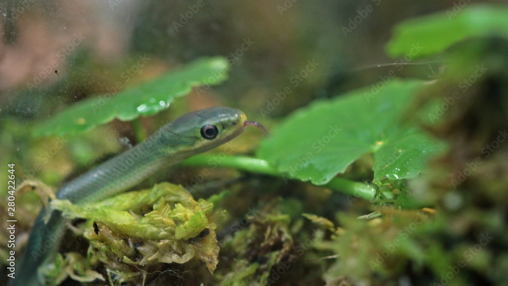 Frisch geschlüpfte Raue Grasnatter (Opheodrys aestivus) im Moos Frisch geschlüpfte Raue Grasnatter (Opheodrys aestivus) im Moos
