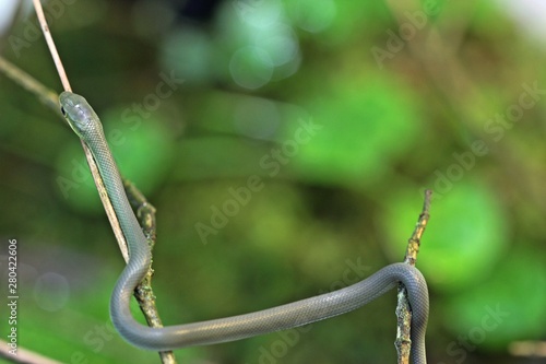 Frisch geschlüpfte Raue Grasnatter (Opheodrys aestivus) photo