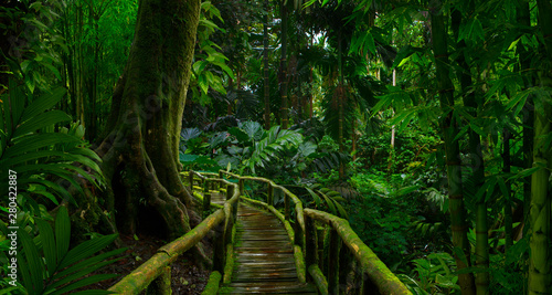 Fototapeta Naklejka Na Ścianę i Meble -  Southeast Asian rainforest with deep jungle
