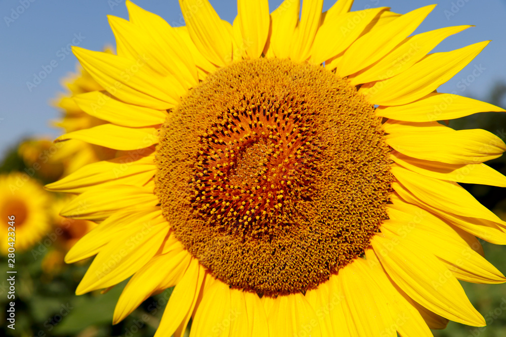 Background of natural beauty. Sunflower flower on the background of the field. Close-up, cropped shot, without people, outdoors, horizontal. The concept of nature and agriculture. Background of natural beauty. Sunflower flower on the background of the field. Close-up, cropped shot, without people, outdoors, horizontal. The concept of nature and agriculture.