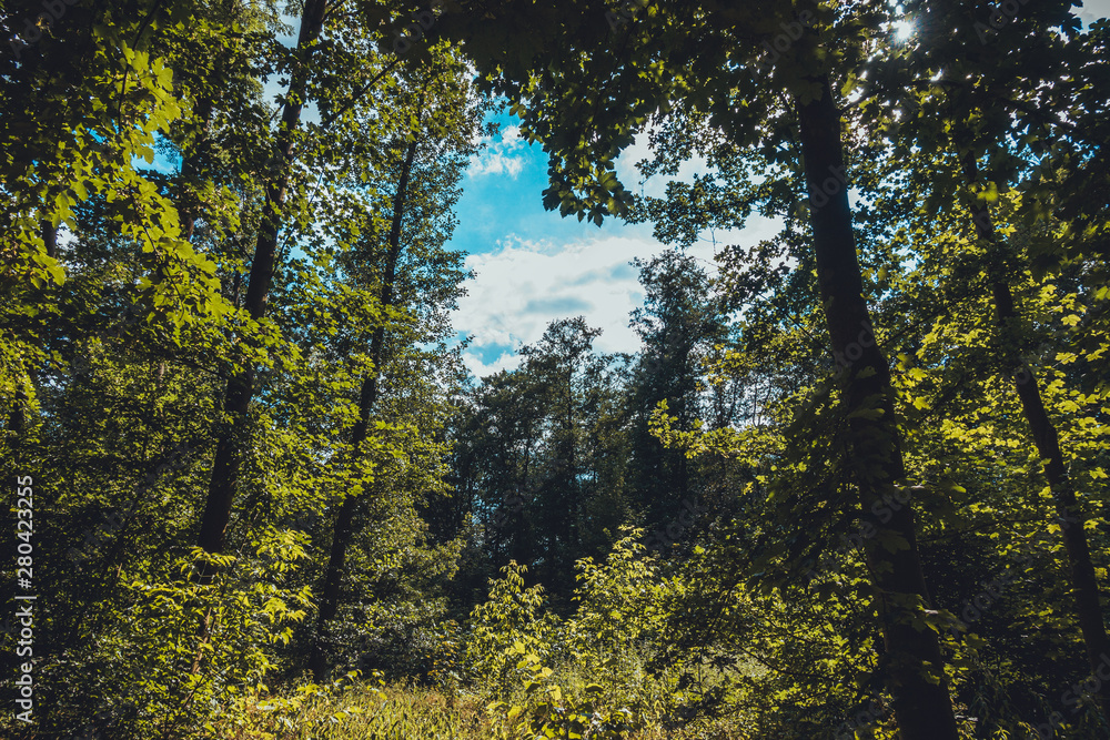 giant trees and bushes in a forest giant trees and bushes in a forest