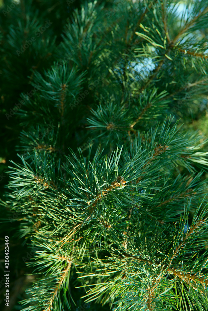 Background of natural beauty. Coniferous branches on a sunny day. Close-up, cropped shot, no people, outdoors, vertical. Nature concept. Background of natural beauty. Coniferous branches on a sunny day. Close-up, cropped shot, no people, outdoors, vertical. Nature concept.