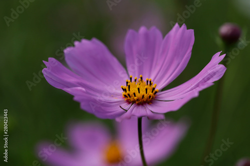 Flower background. Pink cosmos flowers in the garden. Cropped shot, horizontal, close-up, outdoors. Concept of natural beauty and botany.