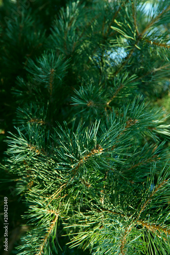 Background of natural beauty. Coniferous branches on a sunny day. Close-up, cropped shot, no people, outdoors, vertical. Nature concept.