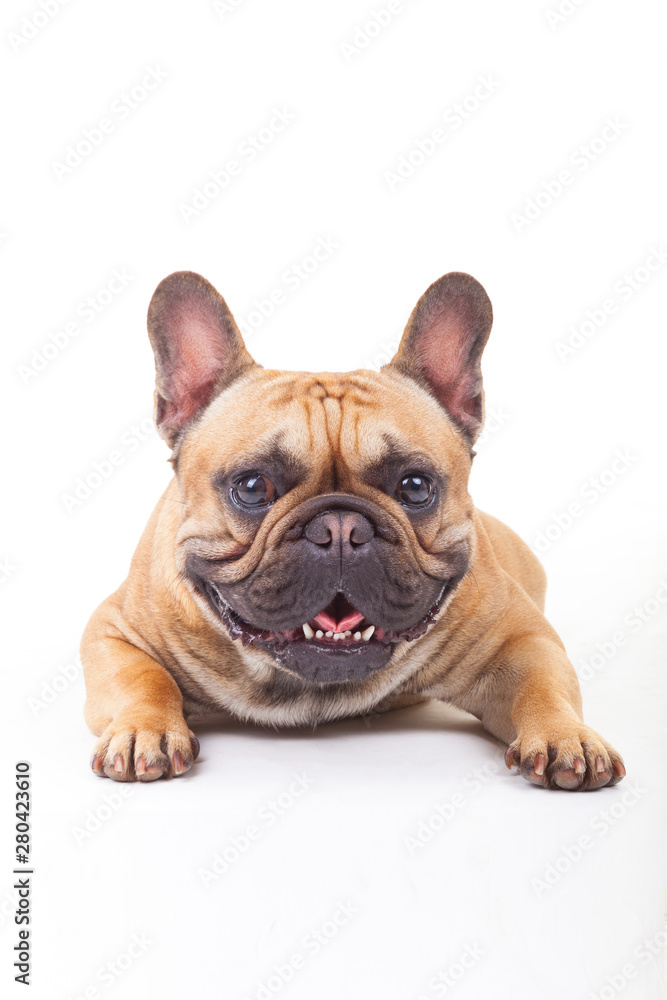 French Bulldog lying on the white floor with ears raised.