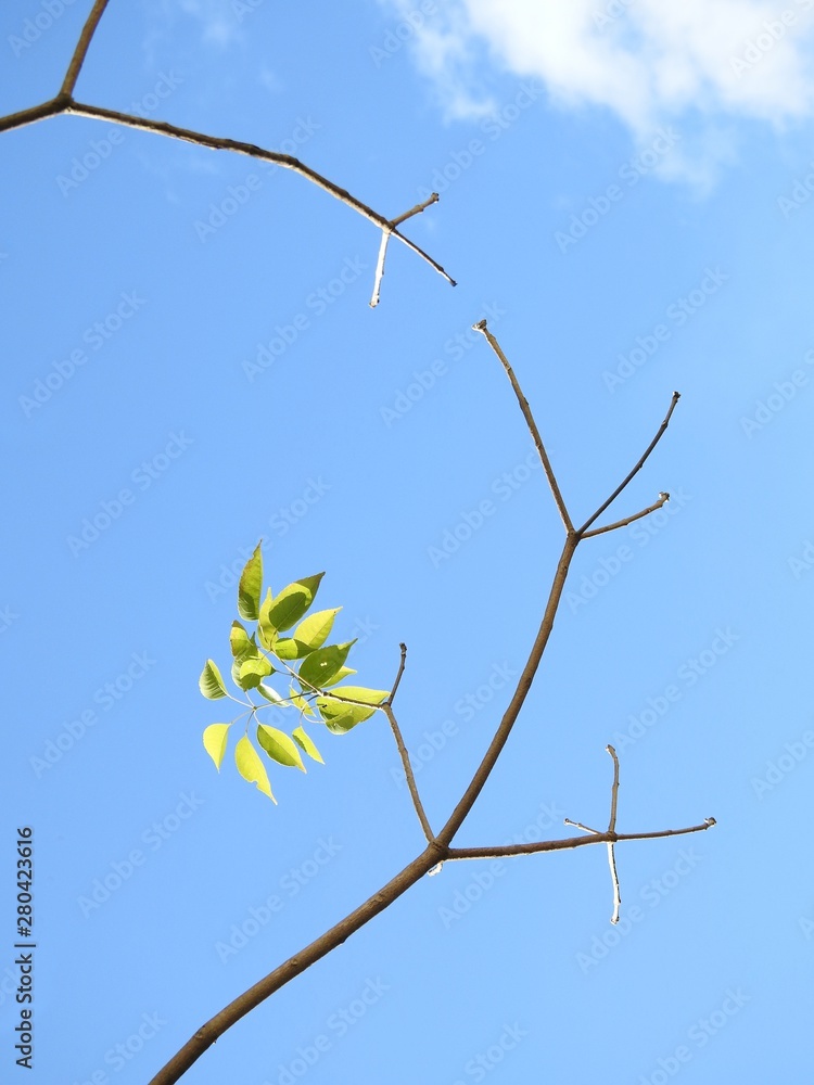 Dry branches with only a small branch of leaves. Clear and blue winter sky. Dry branches with only a small branch of leaves. Clear and blue winter sky.