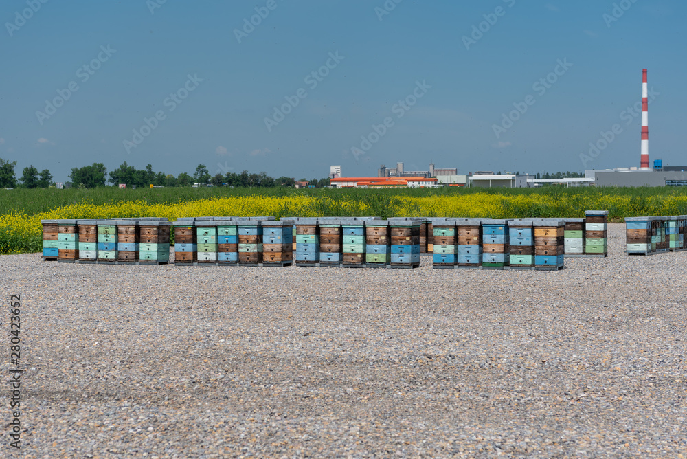 large-scale hives near the flower fields and close to the industry large-scale hives near the flower fields and close to the industry
