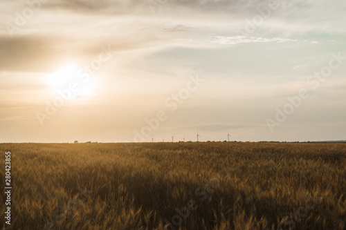 Wheat field in the evening at sunset.