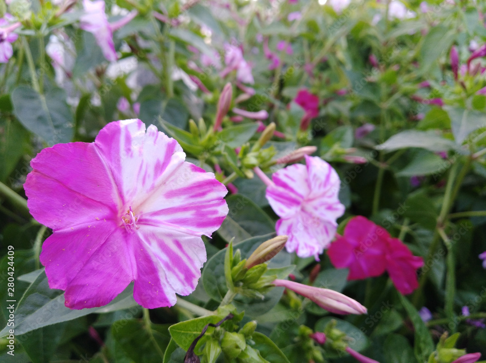 pink flowers in the garden pink flowers in the garden
