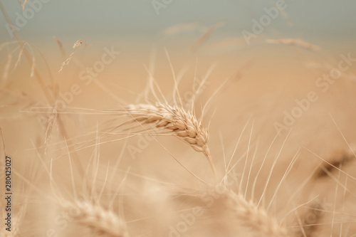 golden wheat field and sunny day