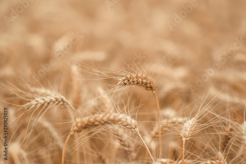 golden wheat field and sunny day