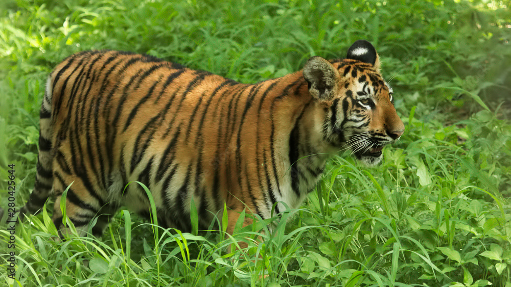 Royal Bengal tiger in Sundarban National Park Royal Bengal tiger in Sundarban National Park