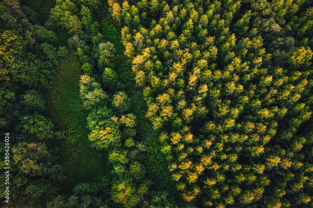 Aerial view on forest trees, green forest in summer sunset Aerial view on forest trees, green forest in summer sunset
