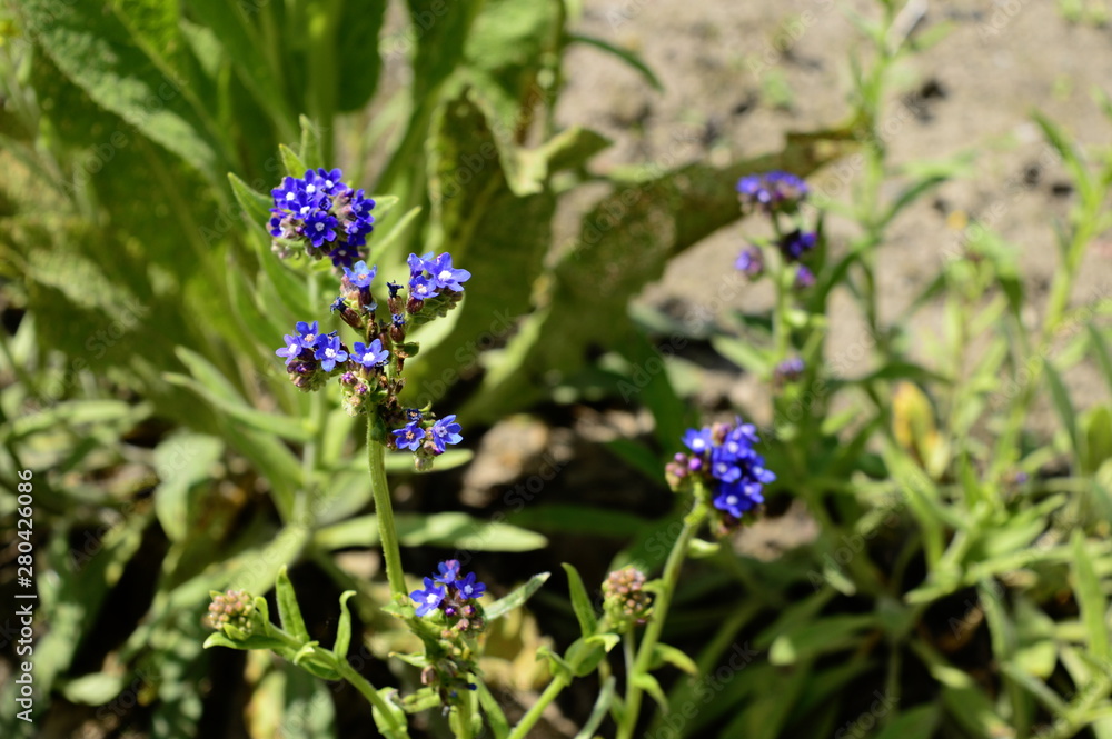 Closeup Anchusa azurea commonly known as garden anchusa with blurred background in garden Closeup Anchusa azurea commonly known as garden anchusa with blurred background in garden