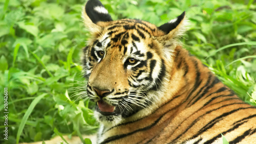 Fototapeta Naklejka Na Ścianę i Meble -  Portrait of a Royal Bengal tiger 